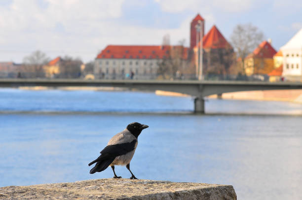 istock Hooded crow - Corvus corone (Corvidae) standing on the wall with odra river 1127415230