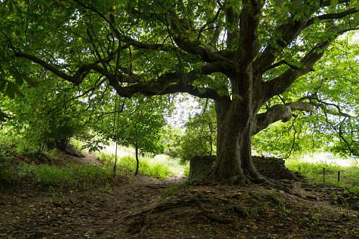 a Plane tree trunk and branches with a ditch and a footpath underneath. Near Abbotsbury, England, United Kingdom