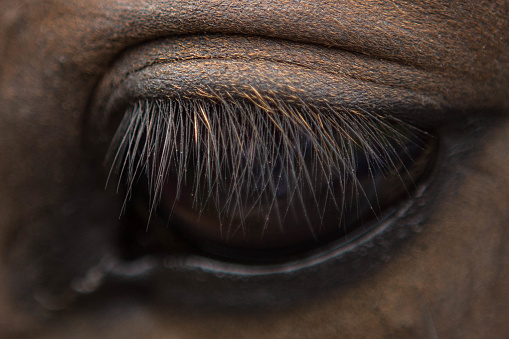 A macro photograph showing the eyelashes eyelid and close up detail of the left eye of a brown mare horse
