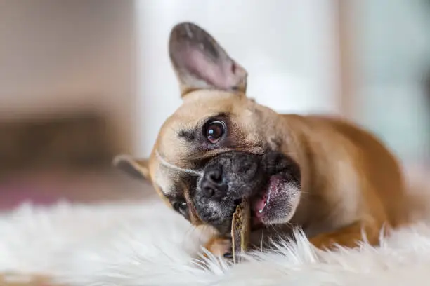 portrait picture of a French Bulldog puppy who lies on a fur carpet and gnaws at dog food