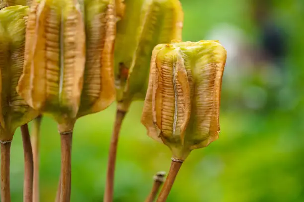 Macro image of Iris seed pods in a botanic garden close up
