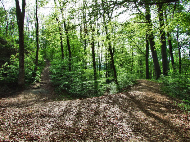 istock Spring deciduous forest near city of Herisau (Canton Appenzell Ausserrhoden, Switzerland) 1127418961