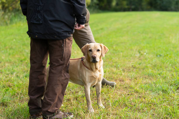 istock Hunter with yellow labrador standing in a field 1127419855