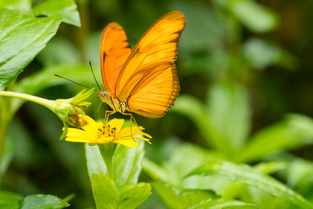 primo piano di una farfalla julia arancione o julia heliconian o la fiamma, o flambeau dryas iulia - nymphalid foto e immagini stock