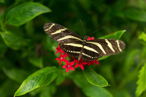 istock A black and yellow white Zebra Longwing Heliconian Heliconius charitonius butterfly close up on a red flower with green 1127420551
