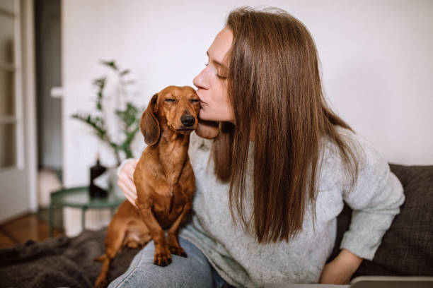 küssen ihr lieblings-braune dackel hund - dachshund dog stock-fotos und bilder