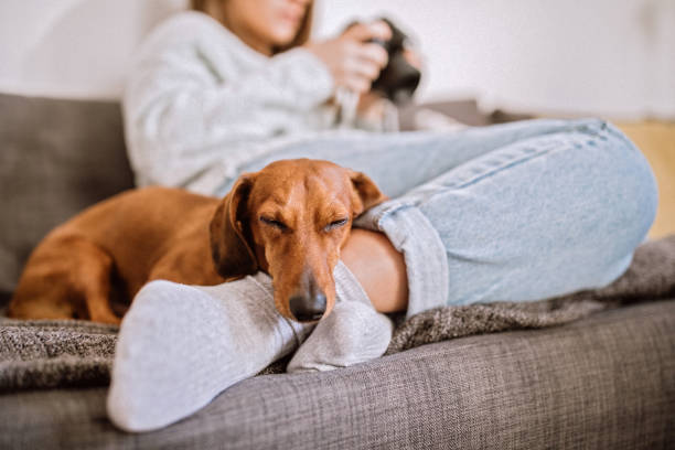 Relaxing With Her Dachshund Dog Cute Dachshund Dog Sleeping By Feet Of his Female Owner in Living Room hound photos stock pictures, royalty-free photos & images