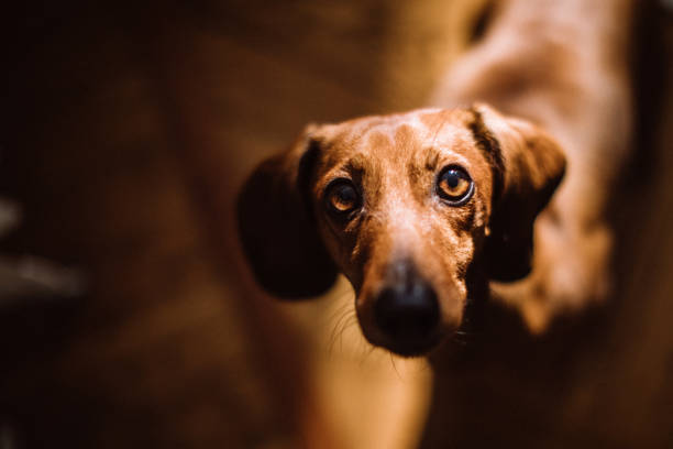 日当たりの良いリビング ルームで美しいダックスフンド犬 - miniature dachshund ストックフォトと画像