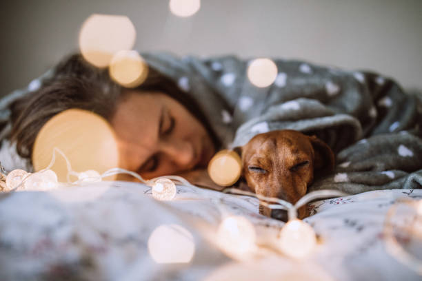 genießen sie weihnachtsmorgen mit ihr schöne dackel im bett - christmas dachshund dog pets stock-fotos und bilder