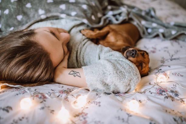 genießen sie weihnachtsmorgen mit ihr schöne dackel im bett - christmas dachshund dog pets stock-fotos und bilder