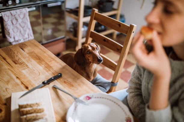 compartilhando o café da manhã com cachorro dachshund - suplica - fotografias e filmes do acervo