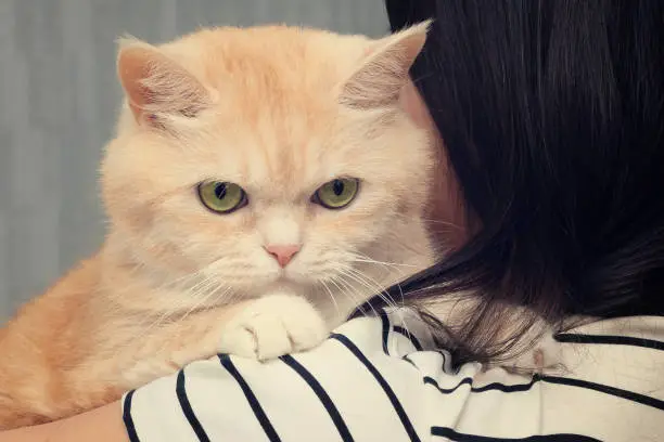 Beautiful cream cat sits on the shoulder of a dark-haired girl.
