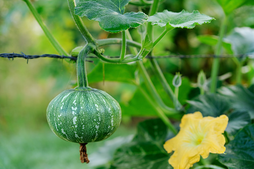 A kent, Jap or japanese pumpkin and flower also known as kabocha hanging from  a vine in an organic garden in winter