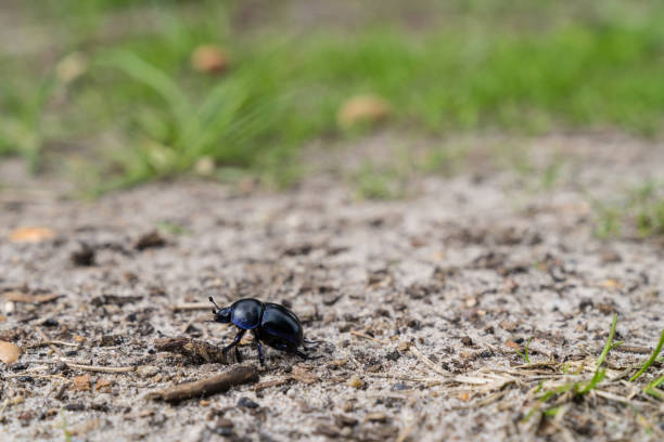 istock Dung beetle walking across a path in a heather flied in Den Treek The Netherlands 1127422229