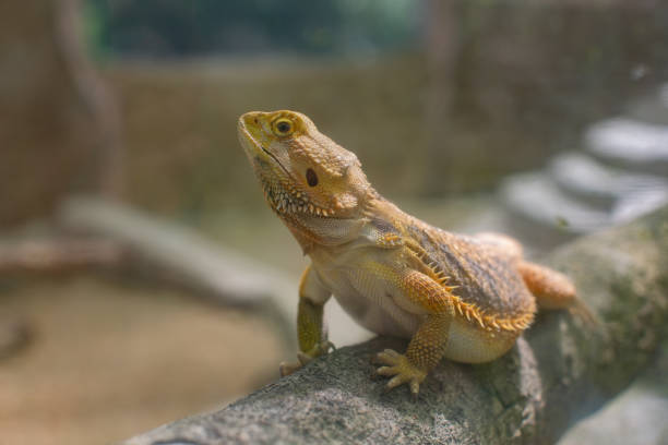 istock Bearded Dragon lizards being kept in an enclosure 1127423270