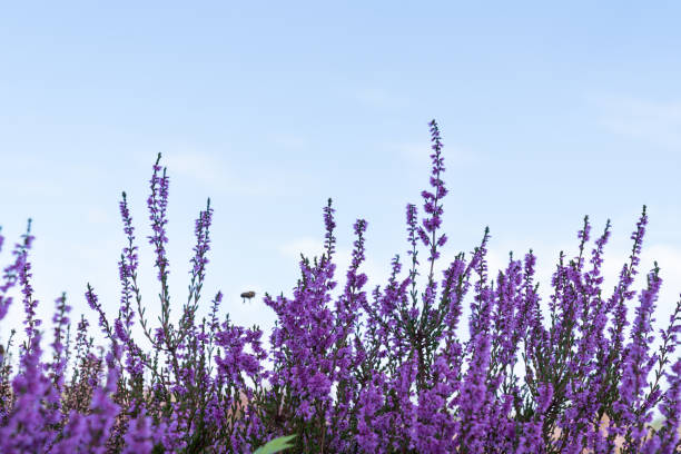 istock Close up of purple heather with a blue sky with bee 1127423281