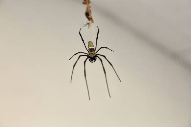 istock Golden Silk Orbweaver spider (Nephila clavipes) 1127423382