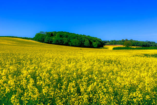 istock Rapeseed Field Dorset England 1127425333