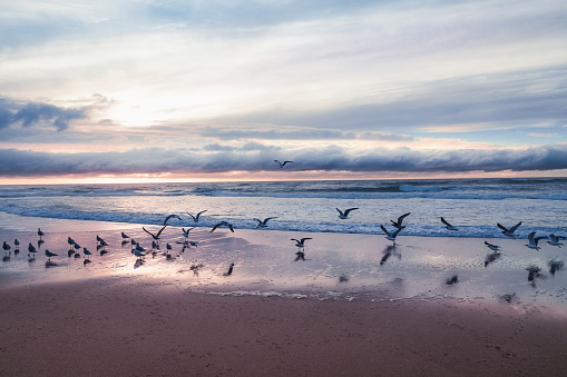 Beautiful sand beach, sea, and flock of birds, California sunset
