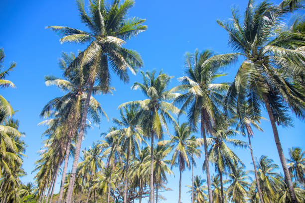 istock Tropical landscape with palm trees. Bright tropical leaf on sky background. 1127426392