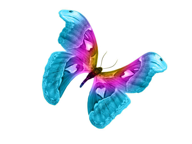 istock butterfly isolated on white background. isolated on white background 1127432510