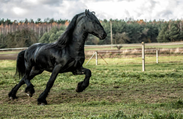istock galloping Frisian stallion 1127435053