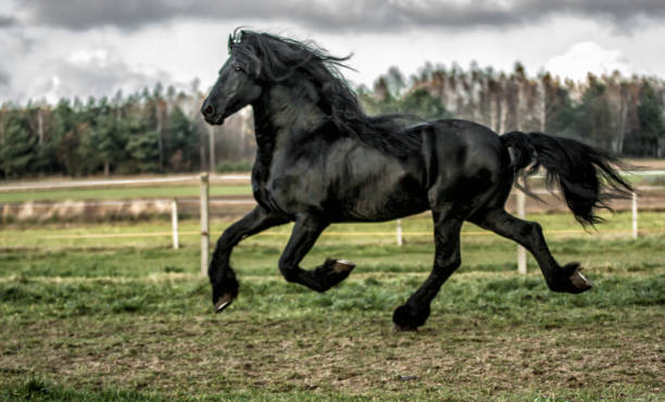 istock galloping Frisian stallion 1127435098
