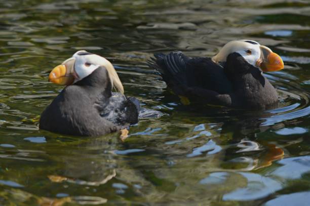 istock Tufted Puffins Swimming At Oregon Coast Aquarium 1127435099
