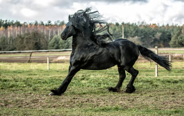 istock galloping Frisian stallion 1127435126