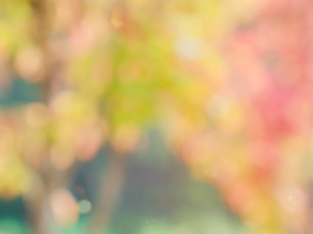 Leaf bokeh in the forest, missed focus Shoot outdoors 밝은 빛 stock pictures, royalty-free photos & images