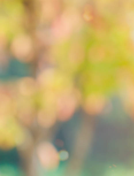 istock Leaf bokeh in the forest, missed focus 1127436535