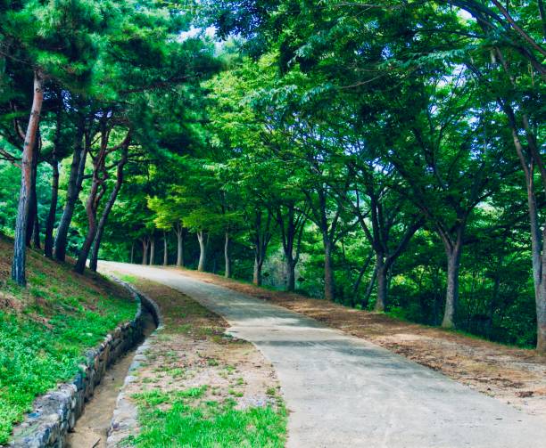 istock Forest road in Cheongju city, Korea 1127436642