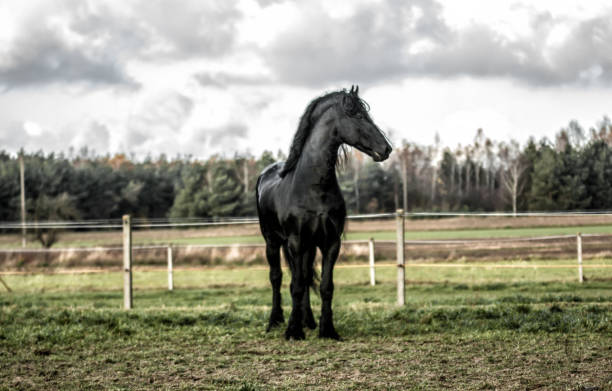 istock galloping Frisian stallion 1127437374