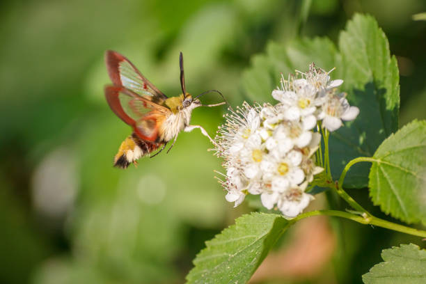 istock One hornworm moth-hawk in flight over the flower looking for nectar on a summer day 1127438348