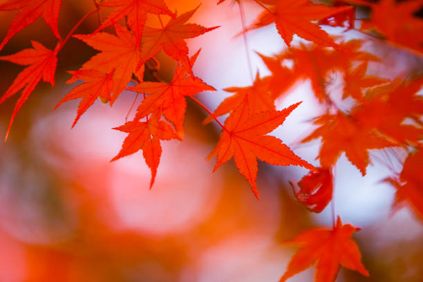 istock Japanese autumn leaves 1127439461