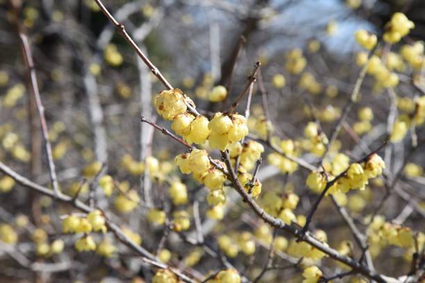 wintersweet 花 (ロウバイ) - winter sweet ストックフォトと画像