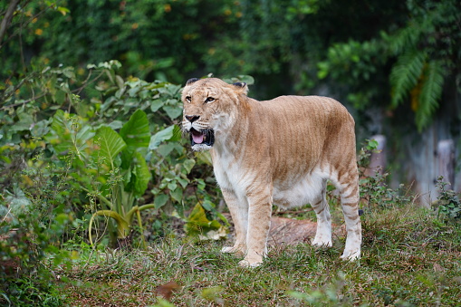 The liger is a hybrid offspring of a male lion  and a female tiger. The liger is distinct from the similar hybrid tigon, and is the largest of all known extant felines.Ligers have a tiger-like striped pattern,They enjoy swimming, which is a characteristic of tigers, and are very sociable like lions.Ligers typically grow larger than either parent species, unlike tigons.