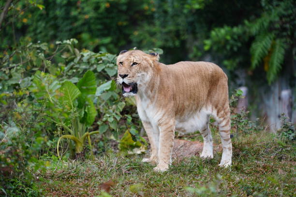 Liger The liger is a hybrid offspring of a male lion  and a female tiger. The liger is distinct from the similar hybrid tigon, and is the largest of all known extant felines.Ligers have a tiger-like striped pattern,They enjoy swimming, which is a characteristic of tigers, and are very sociable like lions.Ligers typically grow larger than either parent species, unlike tigons. liger stock pictures, royalty-free photos & images