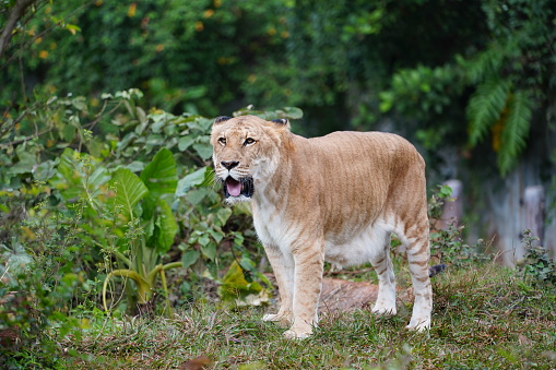 Huge male lion prowling through the African Savannah