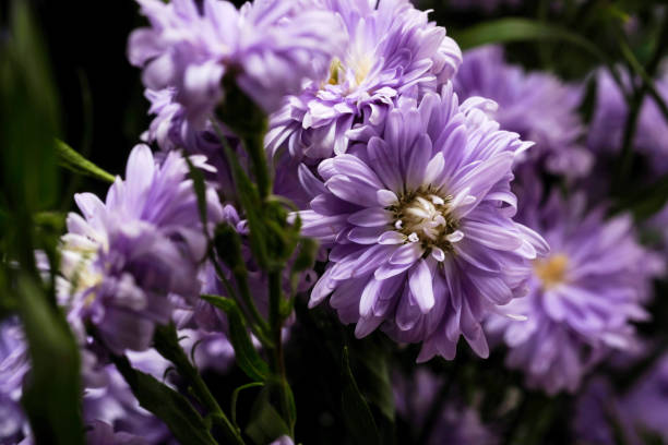 istock Beautiful purple flowers 1127442465