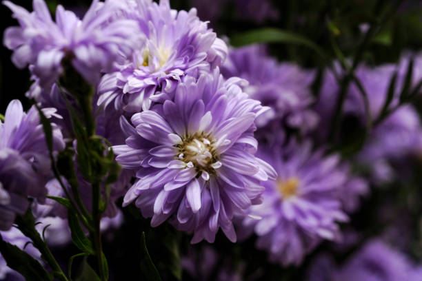 istock Beautiful purple flowers 1127443128
