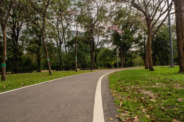 istock Landscape of tree in the park . 1127445139