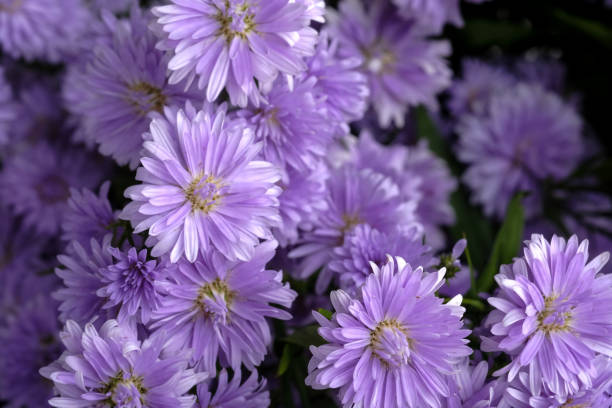 istock Beautiful purple flowers 1127445491
