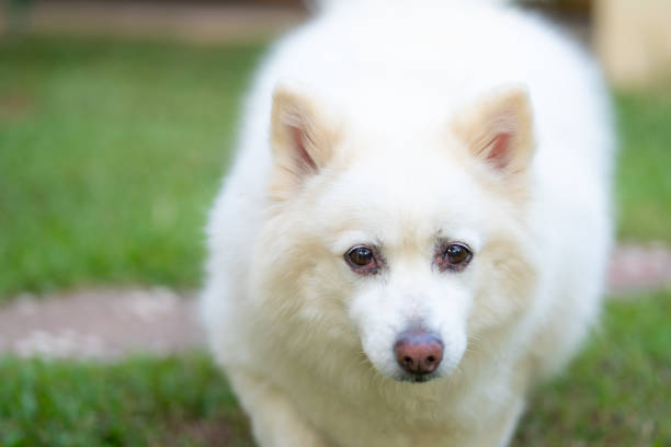 istock The long-haired white dog on the lawn 1127446237