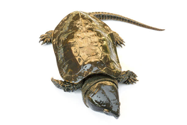 Albino soft-shelled turtle on timber in fresh water pond.