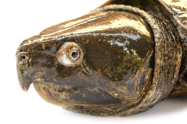 istock Turtle 