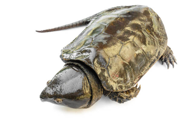 The alligator snapping turtle Macrochelys temminckii isolated on white background