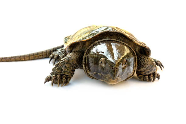 istock Turtle 