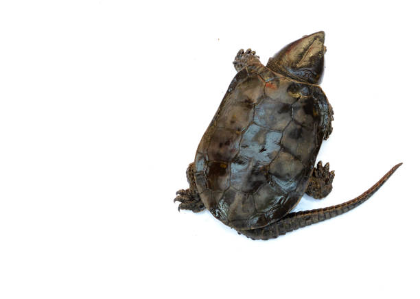 istock Turtle 