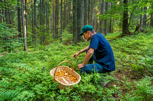 Stock photograph of an adult Caucasian man foraging mushrooms in a forest.